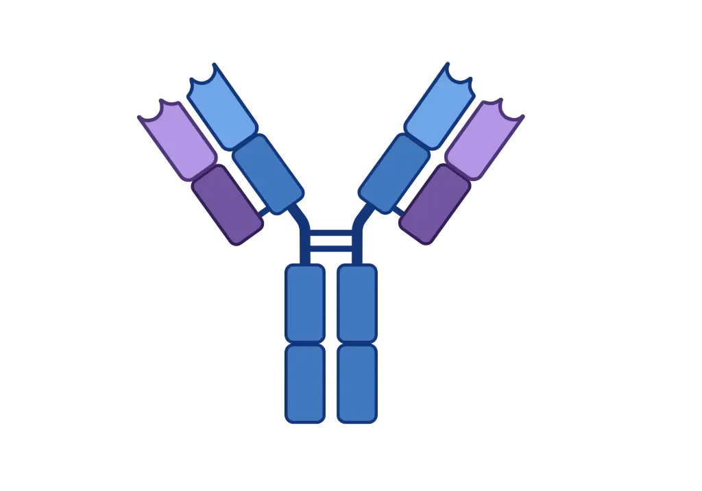 ALG13 Antibody  FITC conjugated   