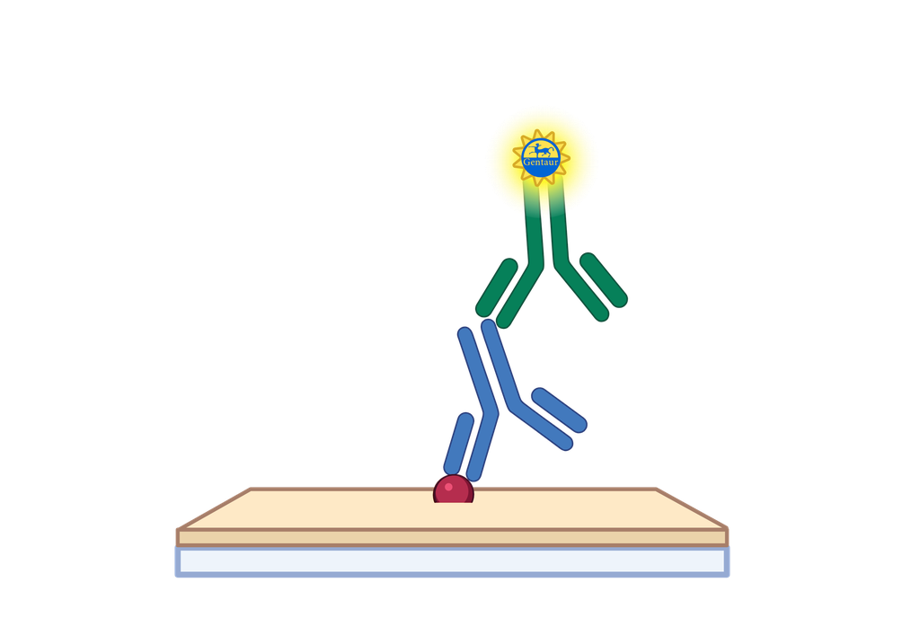 Cat Aminopeptidase N(A