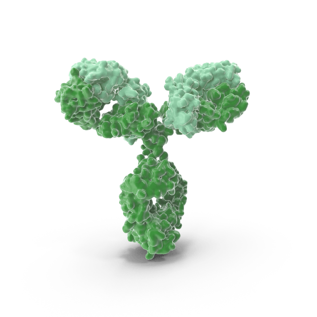 Anti-GAS2 Rabbit Polyclonal Antibody - 100 μL
