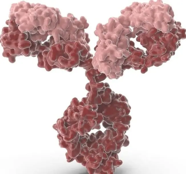 ADPRHL1 Antibody  HRP conjugated   
