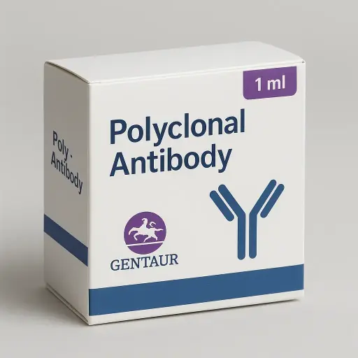 (KO Validated) HPRT1 Polyclonal Antibody